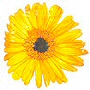 click for more colors