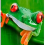 frog shower curtain pvc free PEVA