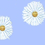 extra long fabric shower curtain in your choice of water blue or caramel with white flower daisy pattern