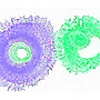 pvc free curtain with organic bursts of soft iris muted purple/blue and soft spring green on a frosted white background