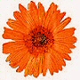 click for more colors